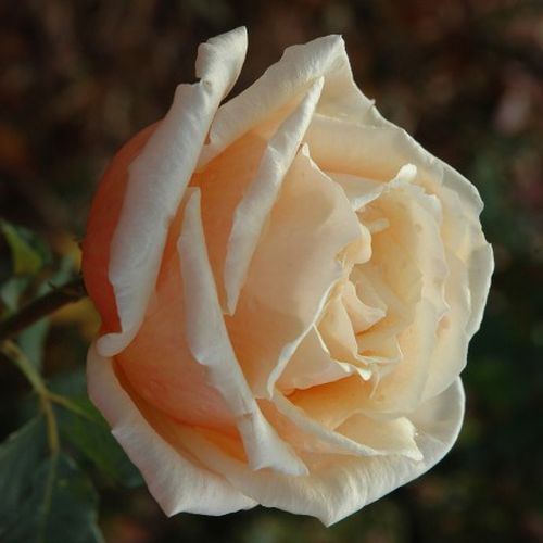 Child of My Heart™ Stromkové ruže s kvetmi čajohybridov